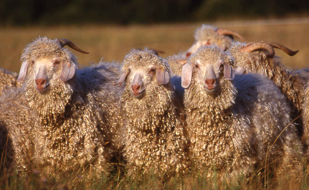 Le Mohair, laine douce et chaude en toute saison !