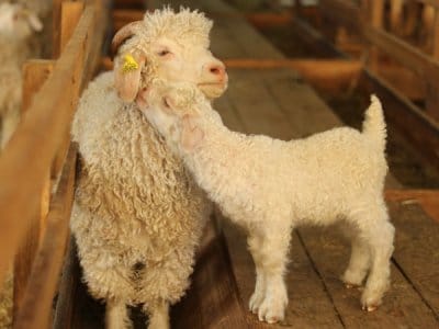 chevres angora a vendre - ferme du mohair