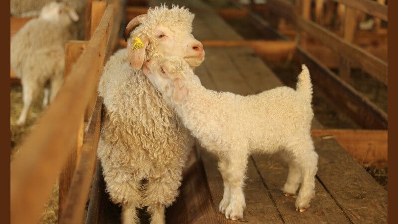 chevres angora a vendre - ferme du mohair