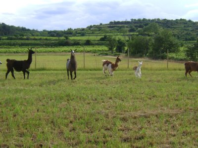 lama nouvel animal de compagnie