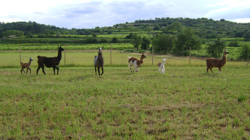 lama nouvel animal de compagnie