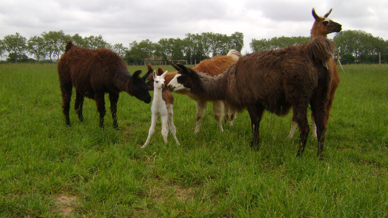 Bébé lama Ferme d'Auré