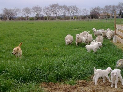 Élevage de chèvres angora de la Ferme d'Auré - mohaIR