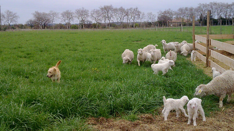 Élevage de chèvres angora de la Ferme d'Auré - mohaIR
