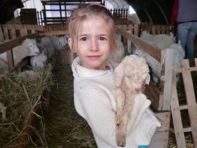 parrainer une chevre mohair ferme d'auré