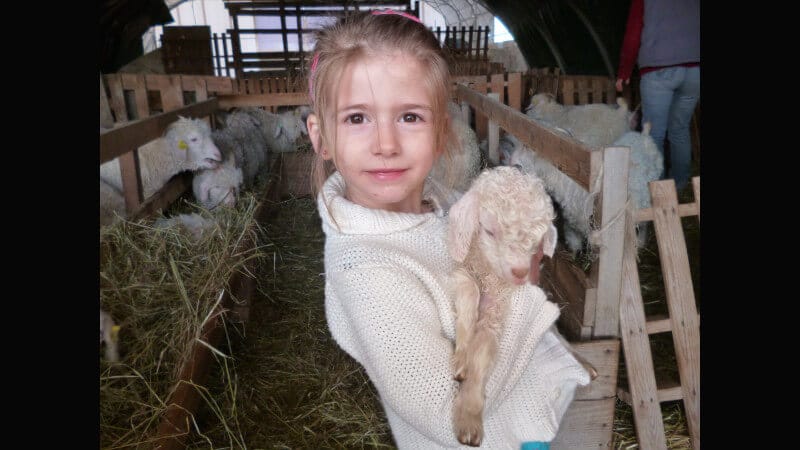 parrainer une chevre mohair ferme d'auré