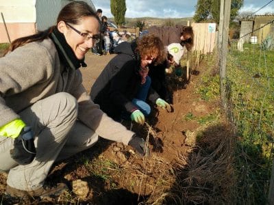 plantation arbres en haie à la Ferme d'Auré