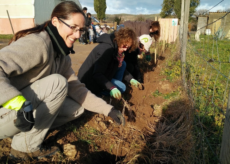 plantation arbres en haie à la Ferme d'Auré