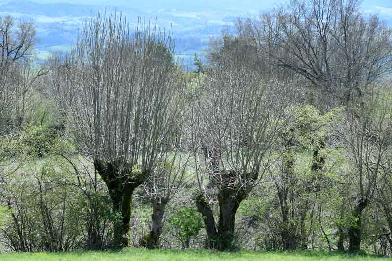 Plantation de haie de trognes à la Ferme d'Auré