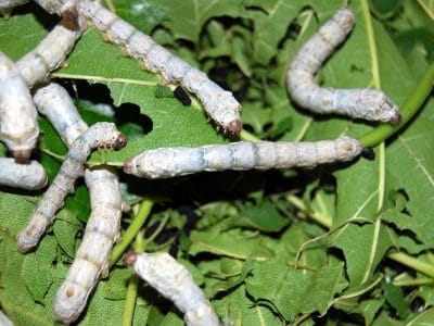 Bombyx mori ou vers à soie par la Ferme d'Auré