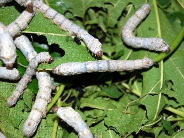 Bombyx mori ou vers à soie par la Ferme d'Auré