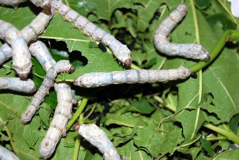 Bombyx mori ou vers à soie par la Ferme d'Auré